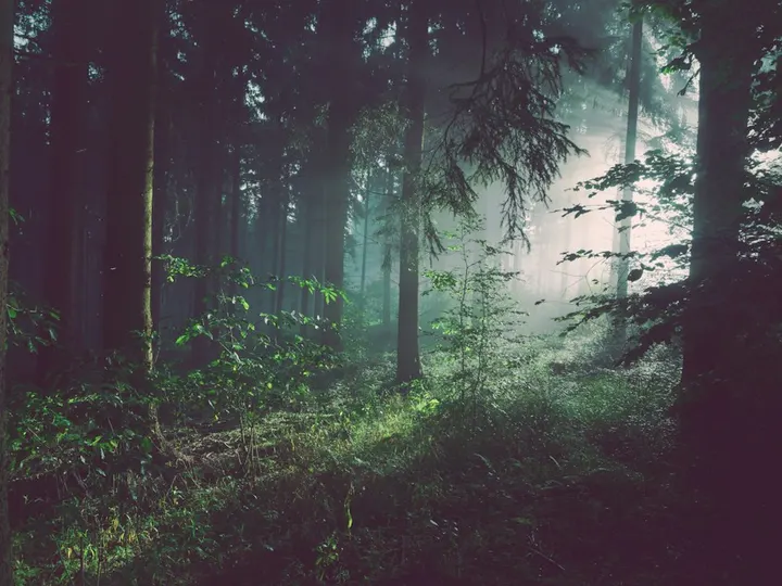 La luce del sole che cade attraverso una foresta verde La luce del sole che cade attraverso una foresta verde